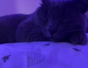 what game doorsun1524 is